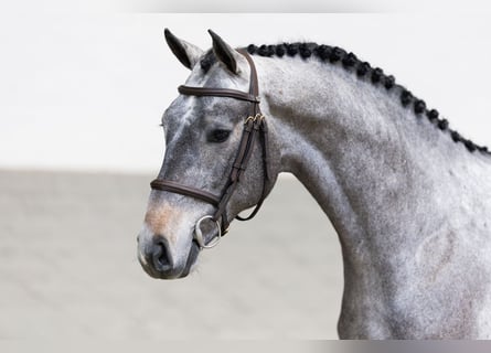 KWPN, Étalon, 3 Ans, 164 cm, Gris