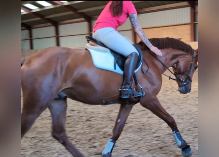 KWPN, Étalon, 3 Ans, 165 cm, Alezan brûlé