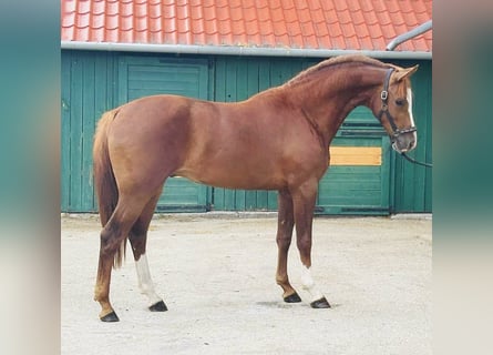 KWPN, Étalon, 3 Ans, 168 cm, Alezan