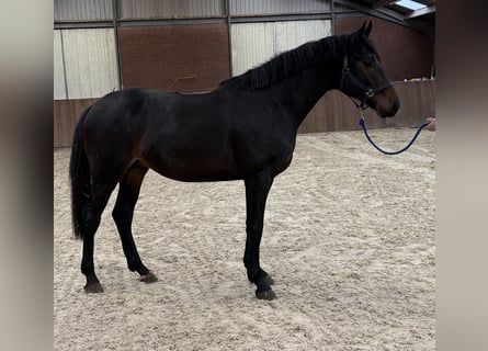 KWPN, Étalon, 3 Ans, 168 cm, Bai brun