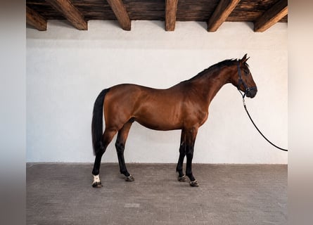 KWPN, Étalon, 3 Ans, 168 cm, Bai cerise
