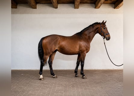 KWPN, Étalon, 3 Ans, 168 cm, Bai cerise