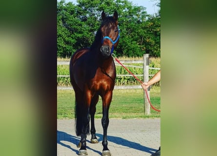 KWPN, Étalon, 3 Ans, 168 cm, Bai