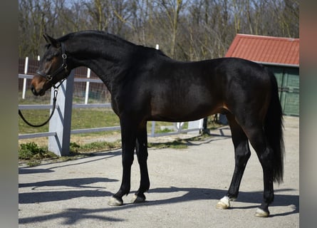 KWPN, Étalon, 3 Ans, 170 cm, Bai brun