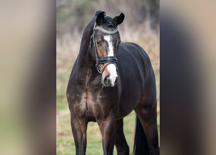 KWPN, Étalon, 3 Ans, 170 cm, Bai
