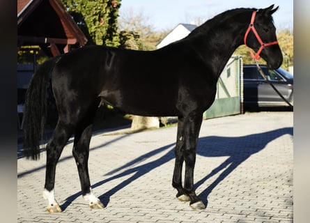 KWPN, Étalon, 3 Ans, 170 cm, Noir