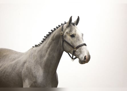 KWPN, Étalon, 3 Ans, 173 cm, Gris