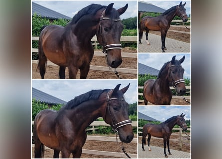 KWPN, Étalon, 3 Ans, Bai brun