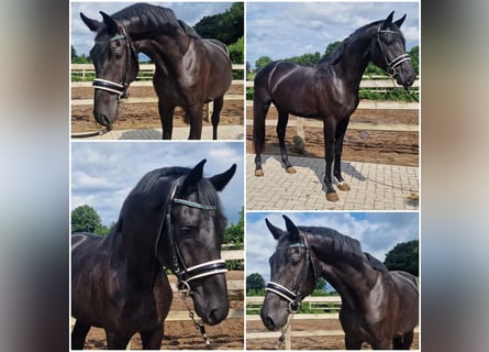 KWPN, Étalon, 3 Ans, Noir