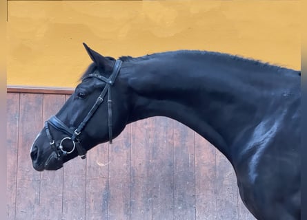 KWPN, Étalon, 4 Ans, 167 cm, Noir