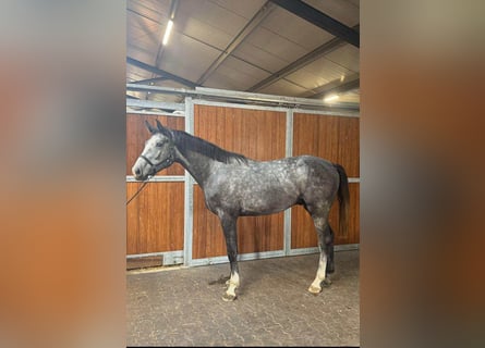 KWPN, Étalon, 4 Ans, 168 cm, Gris noir