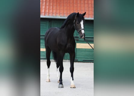 KWPN, Étalon, 4 Ans, 169 cm, Bai brun