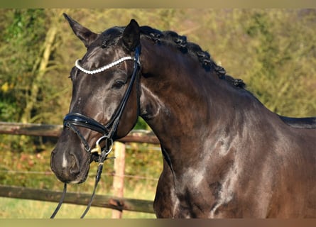 KWPN, Étalon, 4 Ans, 170 cm, Noir