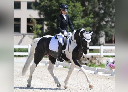 KWPN, Étalon, 4 Ans, 170 cm, Pinto