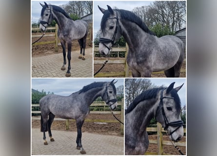 KWPN, Étalon, 4 Ans, Gris