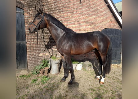 KWPN, Étalon, 5 Ans, 178 cm, Bai brun