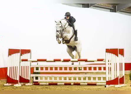 KWPN, Étalon, 9 Ans, 167 cm, Gris