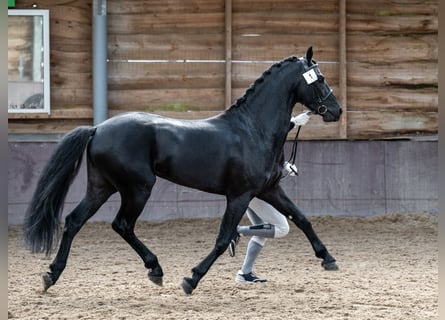 KWPN, Étalon, 5 Ans, 161 cm, Noir