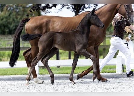 KWPN, Étalon, Poulain (05/2024), 149 cm, Noir