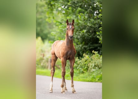 KWPN, Étalon, Poulain (03/2025), 167 cm, Bai