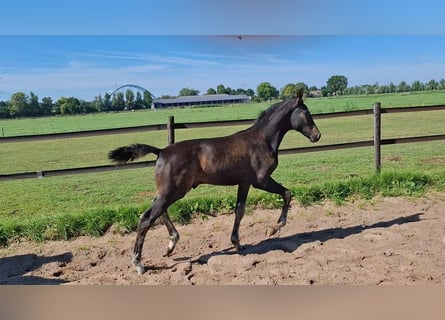 KWPN, Étalon, Poulain (05/2025), Bai brun
