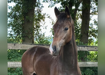 KWPN, Étalon, Poulain (02/2025), Bai brun