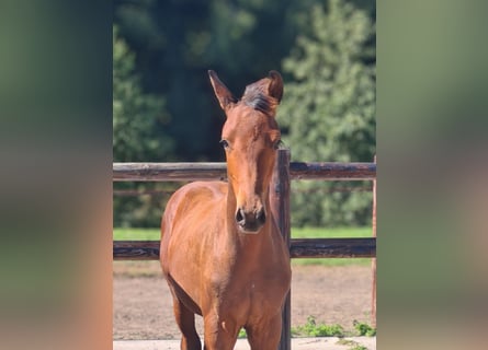 KWPN, Étalon, Poulain (05/2025), Bai