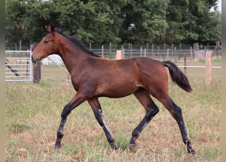 KWPN, Étalon, Poulain (03/2025), Bai