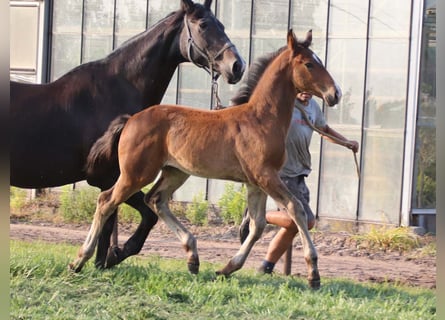 KWPN, Étalon, Poulain (03/2025), Bai