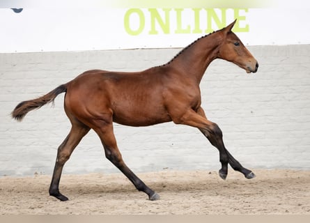 KWPN, Étalon, Poulain (05/2026), Bai