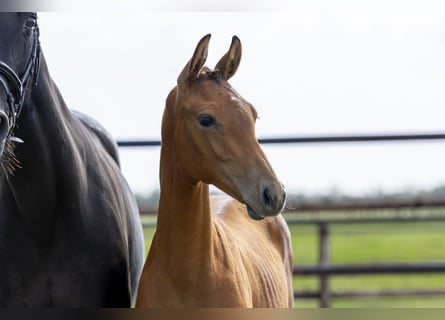 KWPN, Étalon, Poulain (04/2025), Bai KWPN, Étalon, Poulain (04/2025), Bai