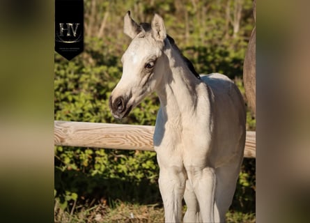 KWPN, Étalon, Poulain (01/2026), Buckskin