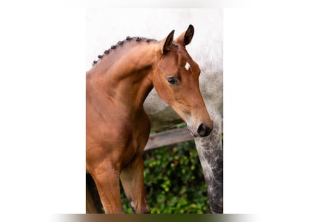 KWPN, Étalon, Poulain (05/2025)