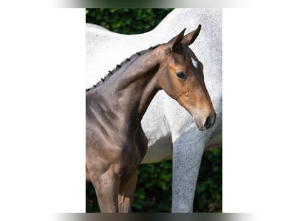 KWPN, Étalon, Poulain (06/2025)