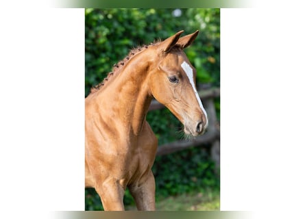 KWPN, Étalon, Poulain (06/2025)