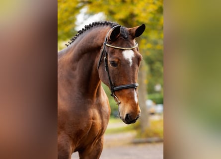 KWPN, Étalon, Poulain (01/2026)