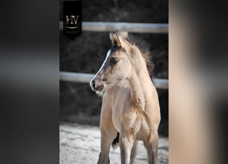 KWPN, Étalon, Poulain (01/2026), Grullo