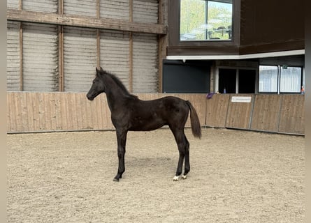 KWPN, Étalon, Poulain (05/2025), Noir