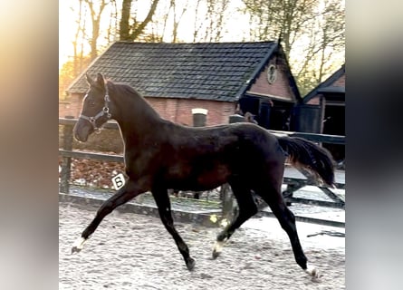 KWPN, Étalon, Poulain (04/2025), Noir