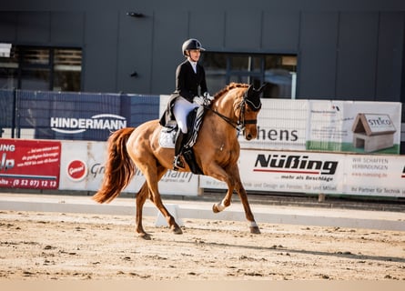 KWPN, Gelding, 10 years, 16.1 hh, Chestnut-Red