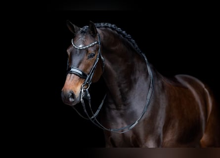 KWPN, Gelding, 10 years, 16,2 hh, Bay-Dark