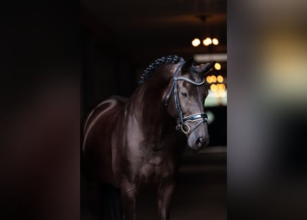 KWPN, Gelding, 10 years, 16.2 hh, Black