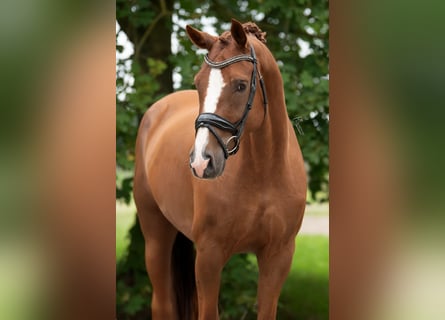KWPN, Gelding, 10 years, 16.2 hh, Brown-Light