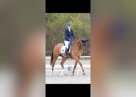 KWPN, Gelding, 10 years, 16.2 hh, Chestnut-Red