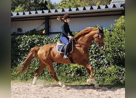KWPN, Gelding, 10 years, 16.3 hh, Chestnut-Red