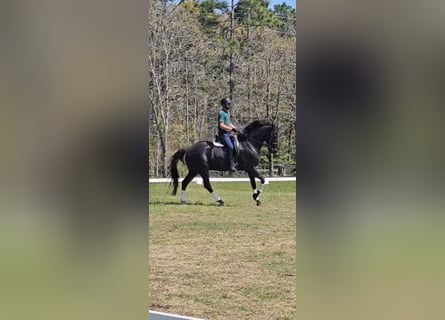KWPN, Gelding, 10 years, 16,1 hh, Black