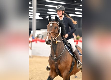 KWPN, Gelding, 10 years, 16,1 hh, Brown