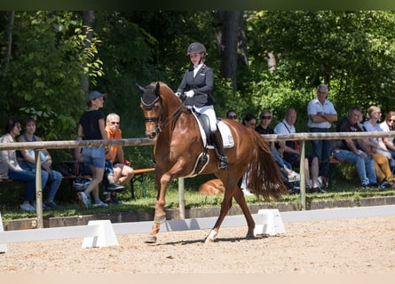 KWPN, Gelding, 10 years, 16,1 hh, Chestnut-Red