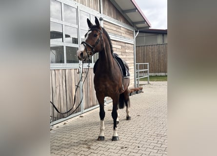 KWPN, Gelding, 10 years, 16,2 hh, Bay-Dark