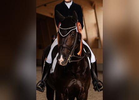 KWPN, Gelding, 10 years, 16,2 hh, Black